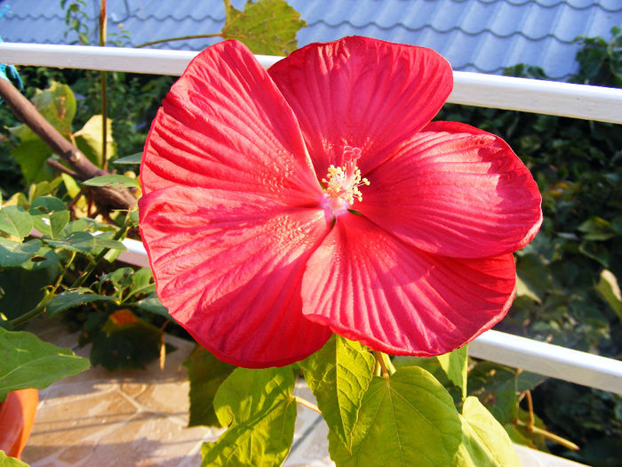 HIBISCUS LUNA RED