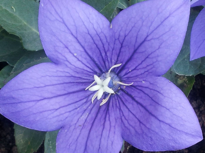 PLATYCODON