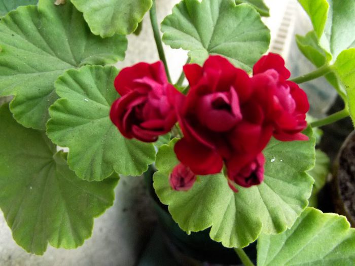 red rosebud 1