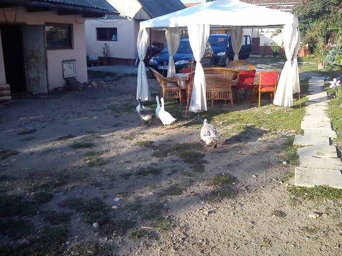 DSC_0276 - boboci gasca