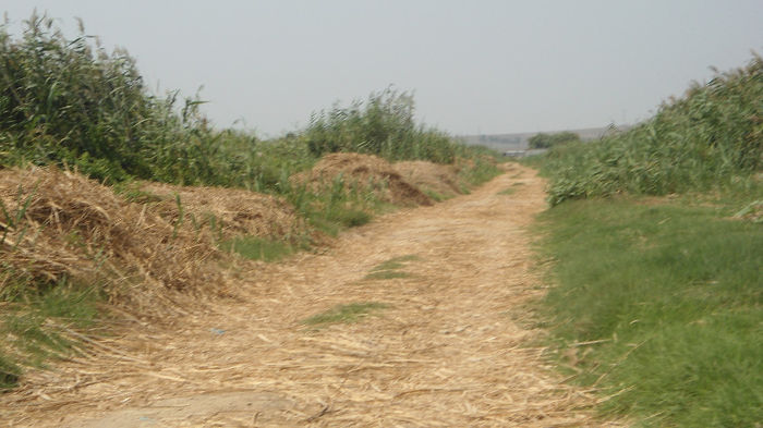 DSC00529