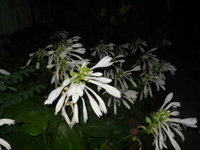 DSCN4903