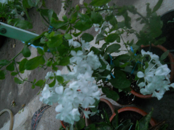 DSCN4905
