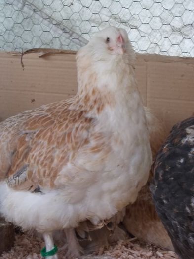 faverolles 68 zile; puica
