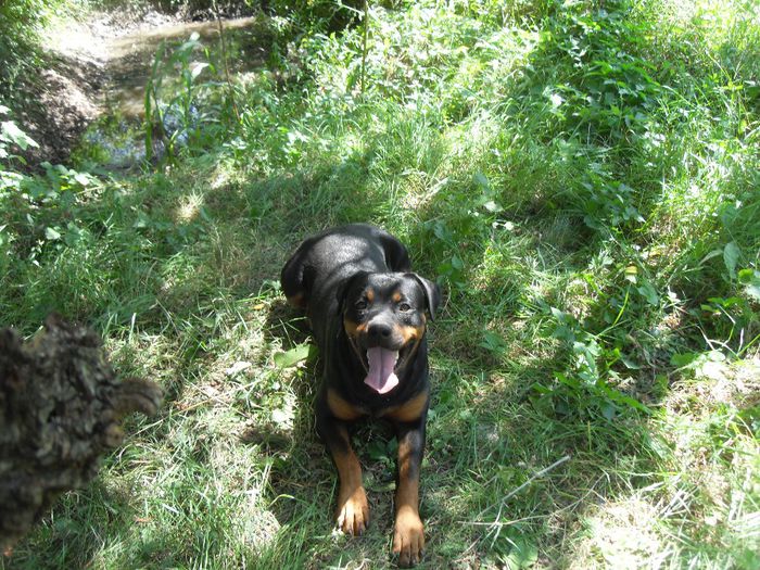 281 - CATEI ROTTWEILER DE VANZARE 2014 APRILIE prenotari