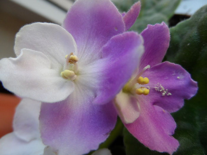 Rhapsodie Candy - Violete africane
