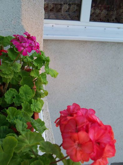 101_1534 - plantele  de apartament