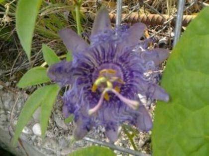 INCENSE - Passiflora 2013
