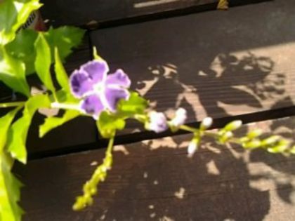  - Duranta Repens