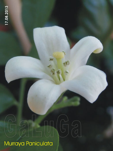 Murraya Paniculata; Floare - detaliu; am fost chiar "albinuta" si am si polenizat-o (resedinta fiind in balcon inchis).
