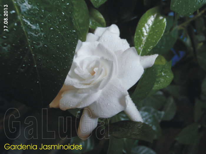Gardenia Jasminoides; Sfioasa nu vrea sa se arate toata...
