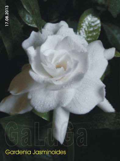 Gardenia Jasminoides; Si totusi n-a rezistat sa nu isi dezvaluie splendoarea.

