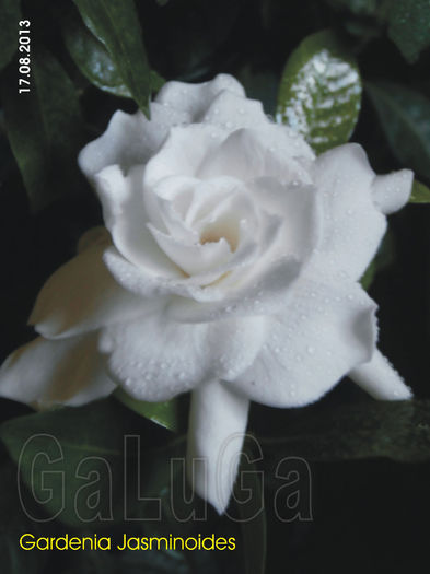 Gardenia Jasminoides - Gardenia Jasminoides