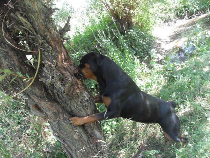 262 - CATEI ROTTWEILER DE VANZARE 2014 APRILIE prenotari