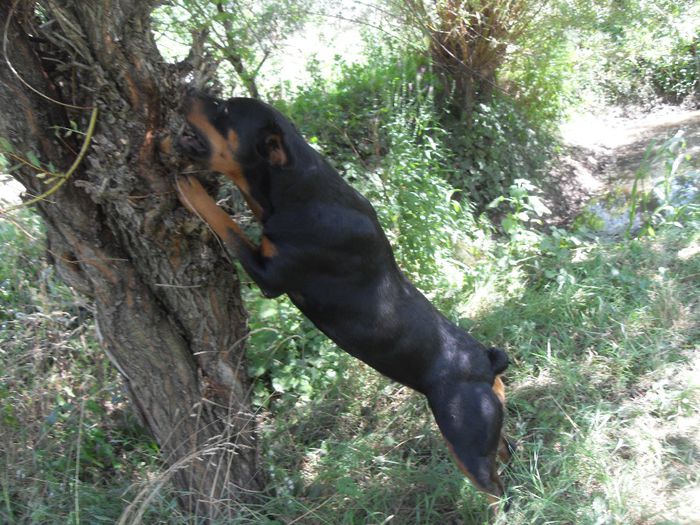 259 - CATEI ROTTWEILER DE VANZARE 2014 APRILIE prenotari