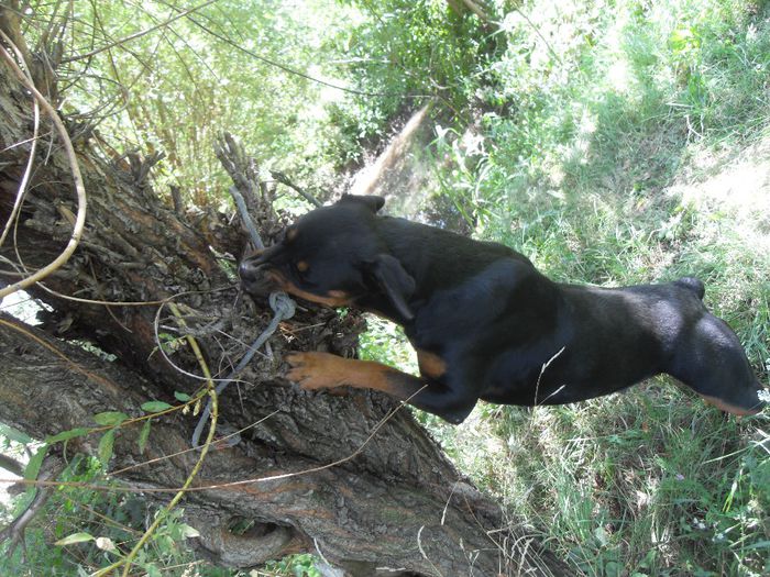 238 - CATEI ROTTWEILER DE VANZARE 2014 APRILIE prenotari