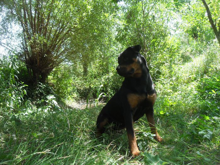 228 - CATEI ROTTWEILER DE VANZARE 2014 APRILIE prenotari