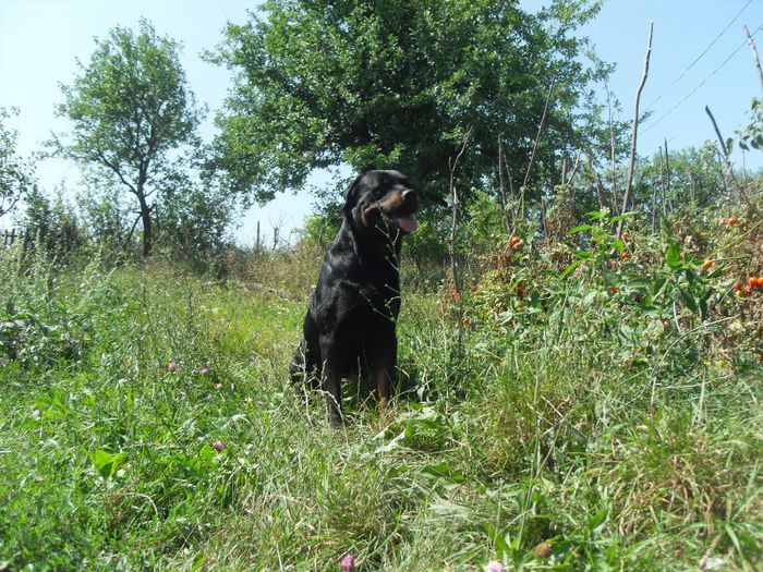 206 - CATEI ROTTWEILER DE VANZARE 2014 APRILIE prenotari