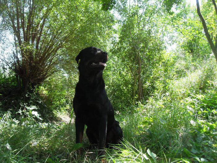 188 - CATEI ROTTWEILER DE VANZARE 2014 APRILIE prenotari