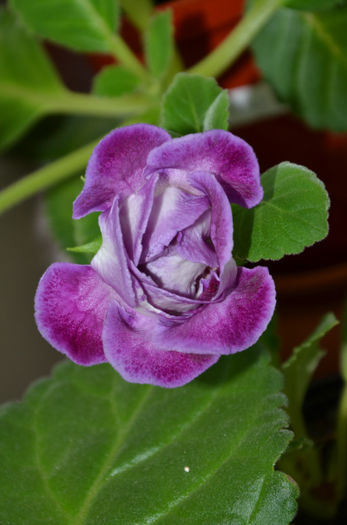 Allegro Purple - Gloxinii 2013
