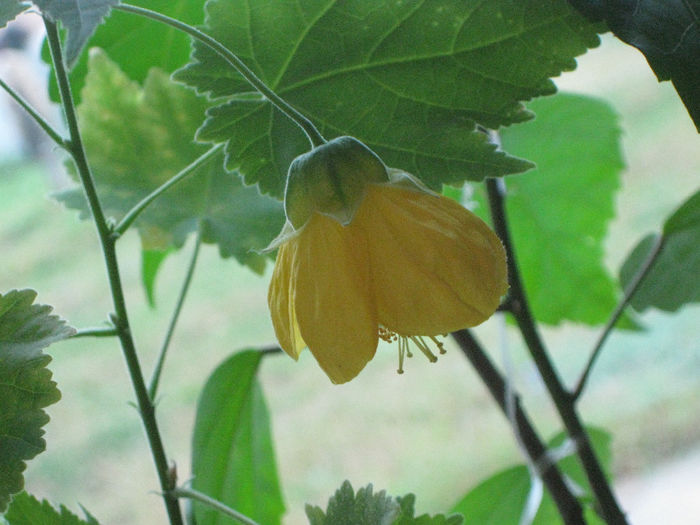 IMG_3108 - abutilon