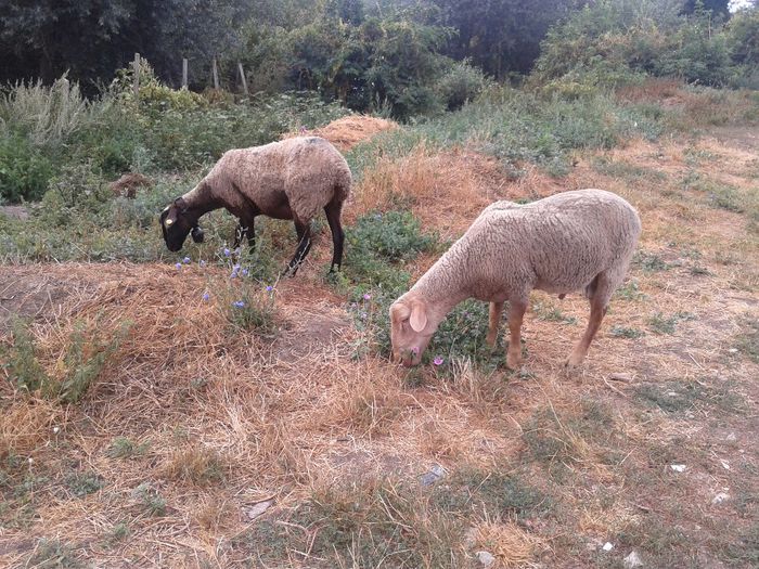 15.08.2013; a facut cunostinta cu berbecul...
