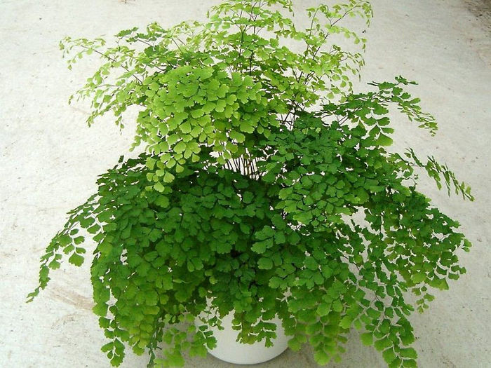 19adiantum - plante pt perete verde