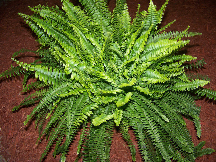 Napa Valley Fern - Nephrolepis exaltata Napa Valley - plante pt perete verde