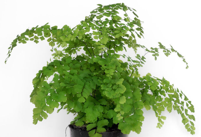 Adiantum_fragrans_(aka) - plante pt perete verde