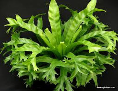 images; asplenium=feriga cuib
