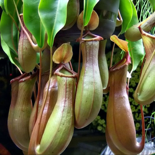 nepenthes-o-planta-carnivora-cu-adevarat-spectaculoasa - plante pt perete verde