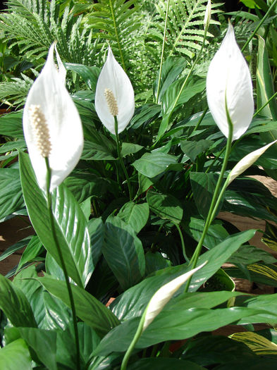 Starr_080117-2216_Spathiphyllum_sp. - plante pt perete verde