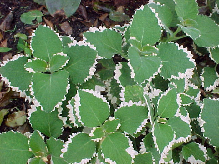 Plectranthus - plante pt perete verde