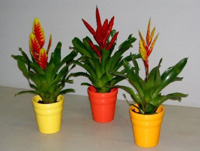 Vriesea splendens - plante pt perete verde