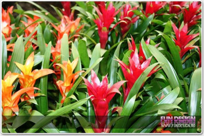 guzmania_0058_0470x0470x090_c0r1g0_f1_l61_w00_t5f2048075