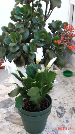 DSC01526 - Schlumbergera