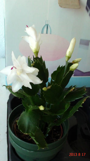 DSC01525 - Schlumbergera