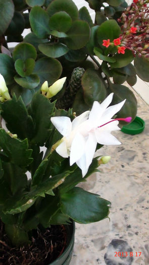 DSC01527 - Schlumbergera