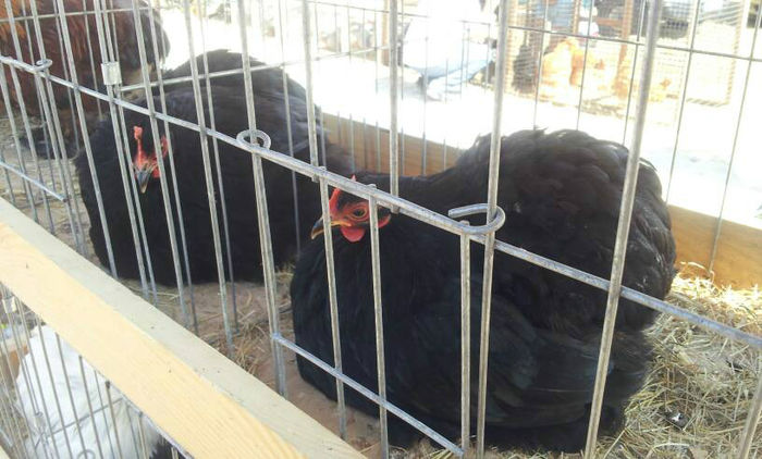 967368_586053184778290_1959790111_n