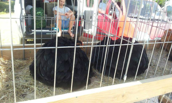 1081468_586053468111595_857414917_n