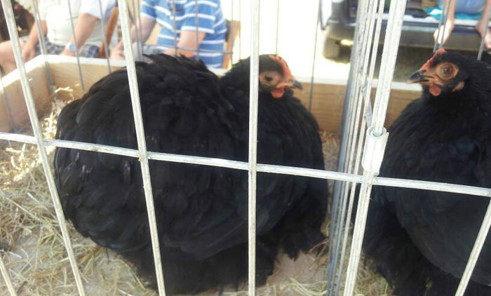 1082877_586053204778288_1586186826_n