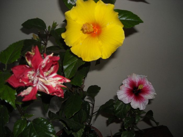 Hibiscus grup