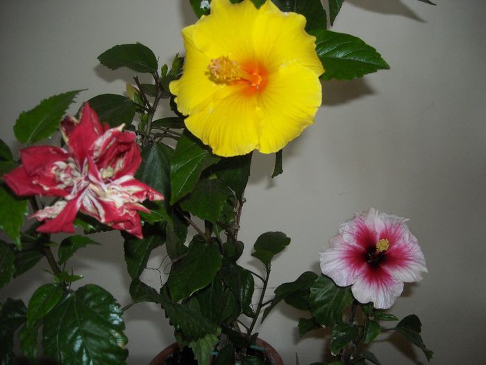 Hibiscus grup