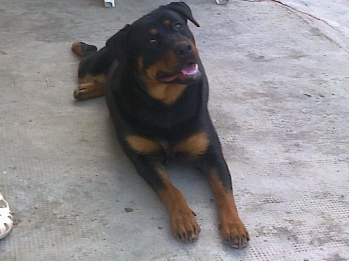 HERRA; 9 luni
