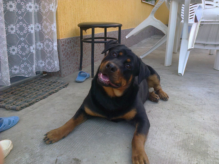 HERRA; 9 luni
