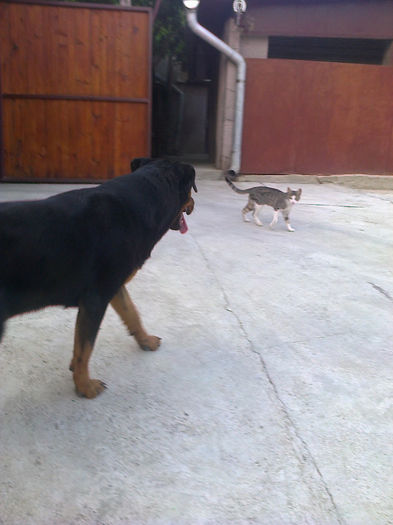 HERRA; 9 luni
