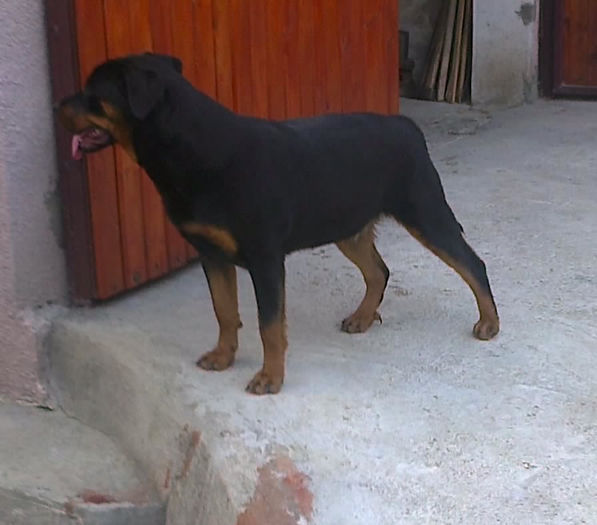 HERRA; 9 luni
