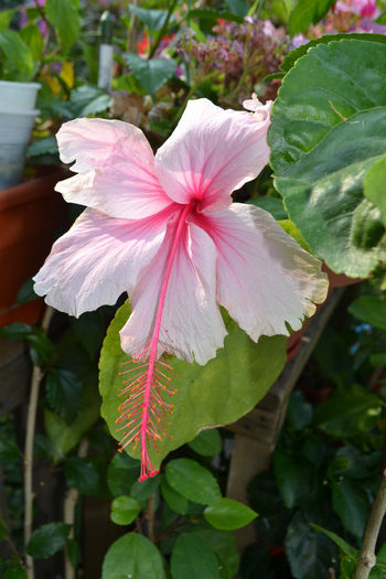 DSC_2710 - aaa-Hibiscus 2013