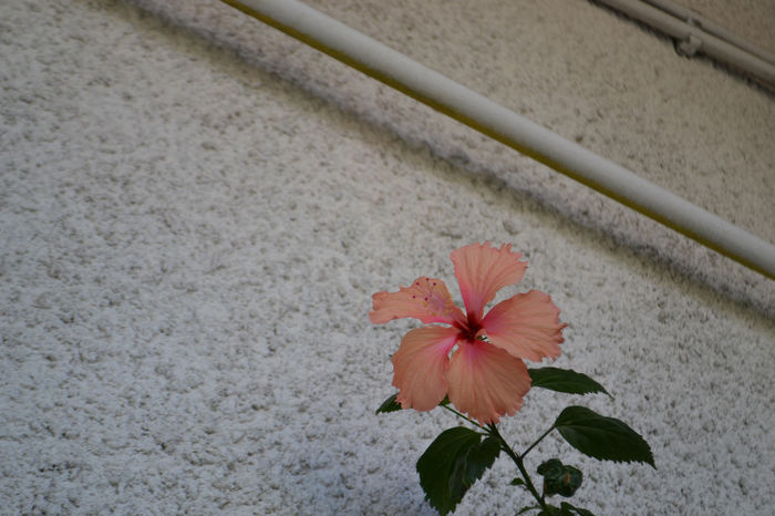 DSC_2087 - aaa-Hibiscus 2013