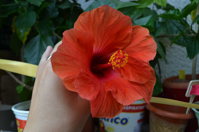 DSC_2166 - aaa-Hibiscus 2013